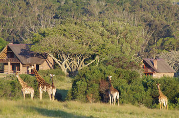Hotel Kragga Kamma Game Park Puerto Elizabeth Exterior foto