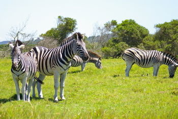 Hotel Kragga Kamma Game Park Puerto Elizabeth Exterior foto
